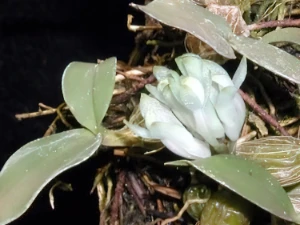 Bild von Dendrobium sp new guinea 2